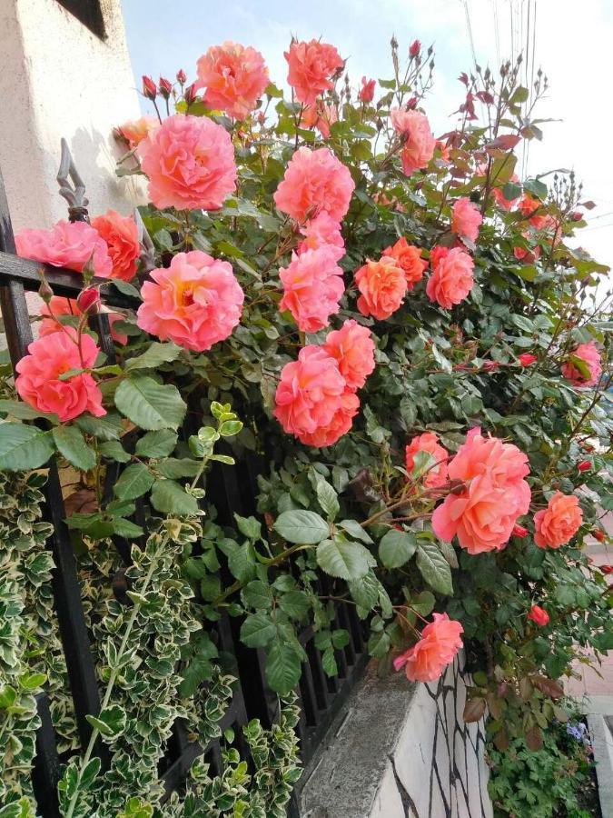 Family Hotel Dalia Velingrad Exterior photo